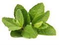 Mentha sativa